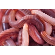 طرح توجیهی پرورش کرم پروتئینی و تولید کرم پوسال از کود دامی